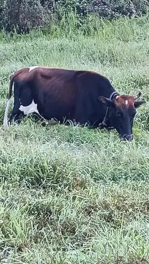 Jersey Cross Cow