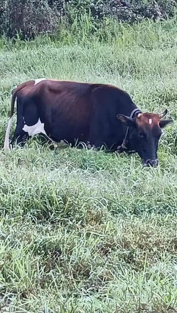 Jersey Cross Cow