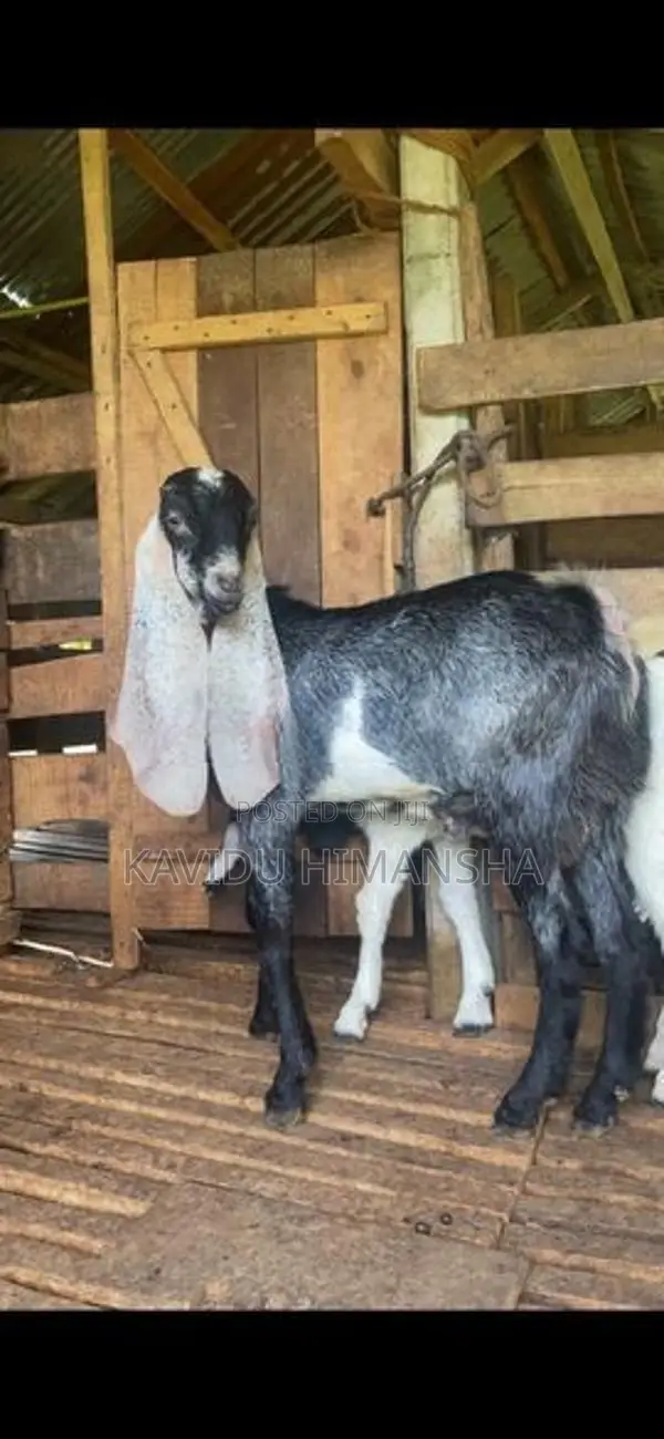 Jamnapari Goat