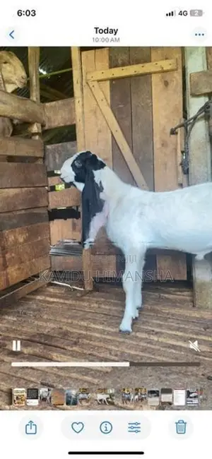 Jamnapari Goat