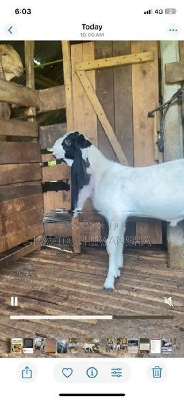Jamnapari Goat