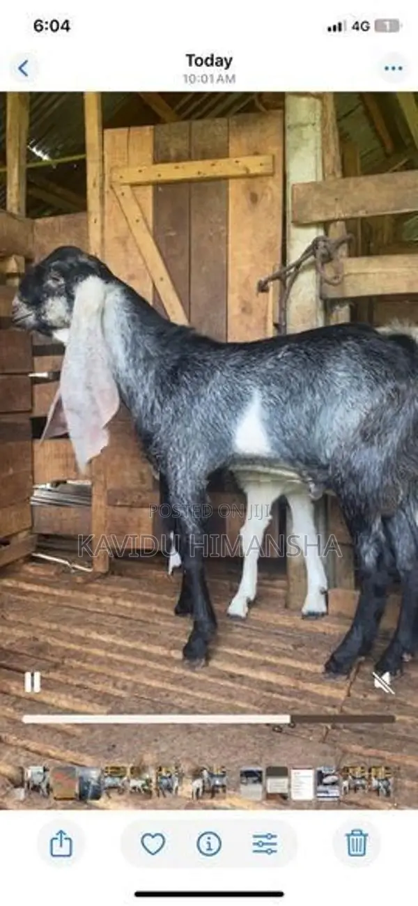 Jamnapari Goat