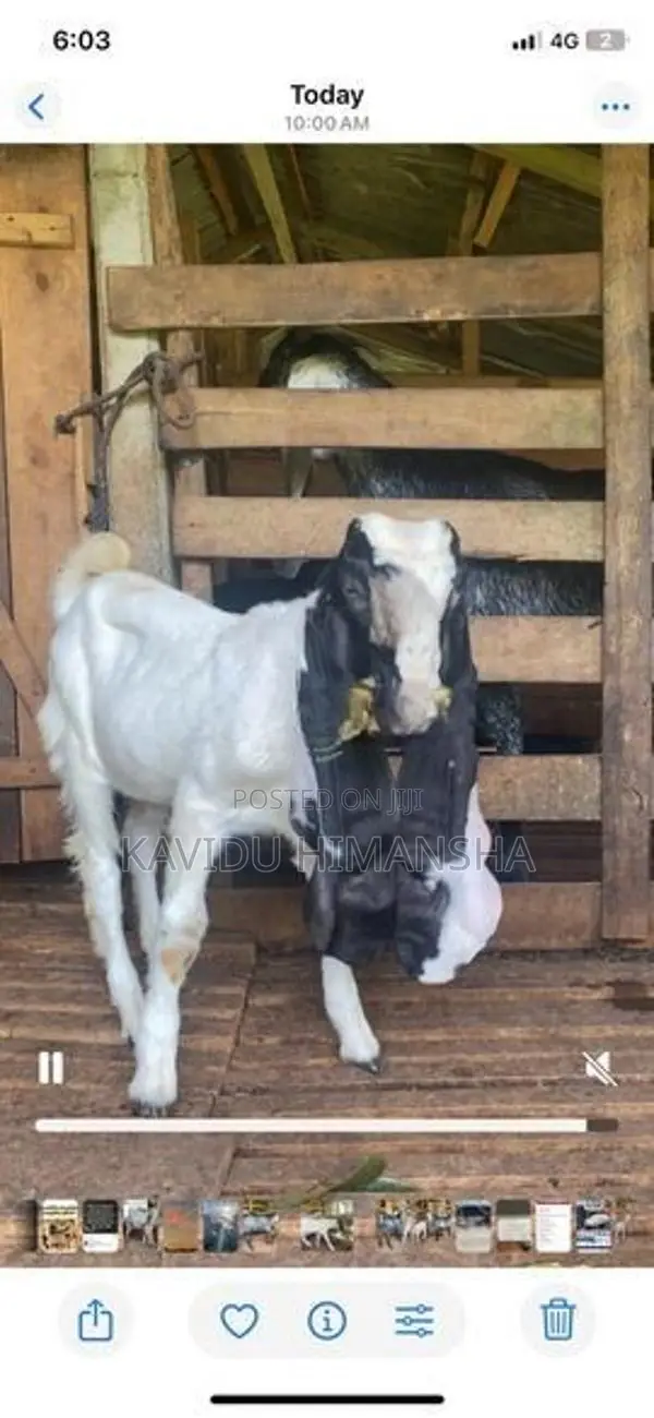Jamnapari Goat
