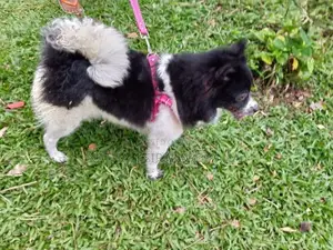 Pomeranian