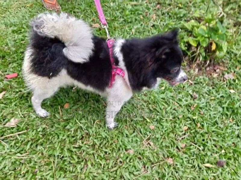 Pomeranian