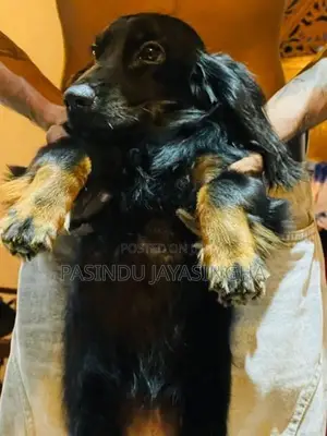 Cocker Spaniel