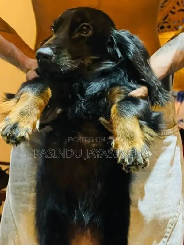 Cocker Spaniel