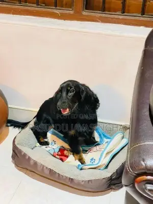 Cocker Spaniel