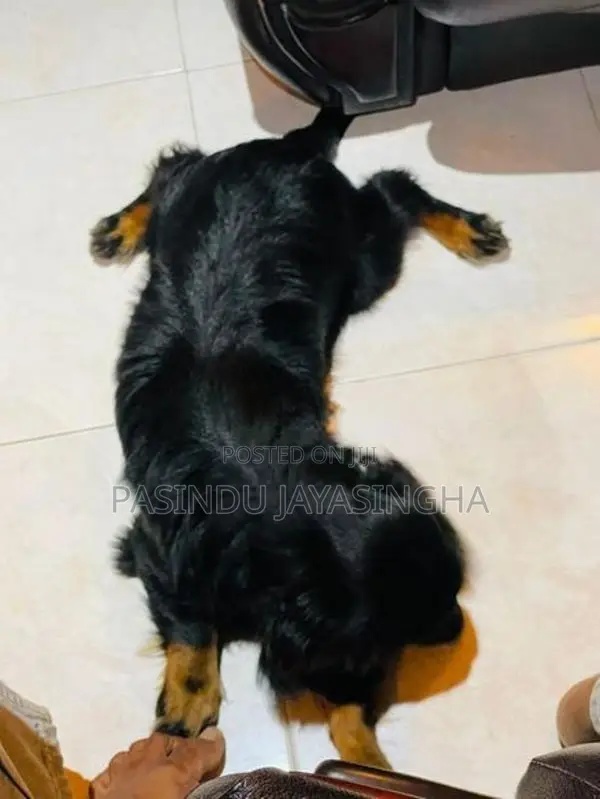 Cocker Spaniel