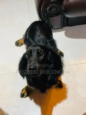 Cocker Spaniel