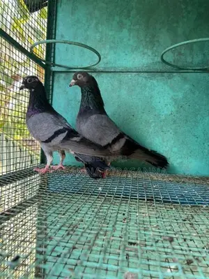 Pigeon
