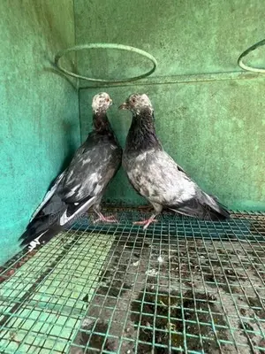 Pigeon