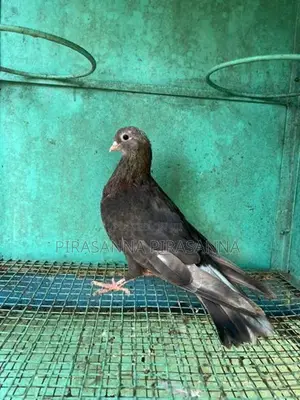 Pigeon