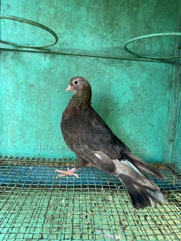 Pigeon
