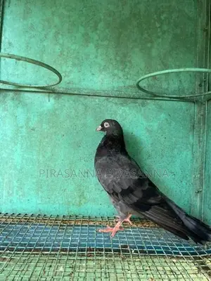 Pigeon