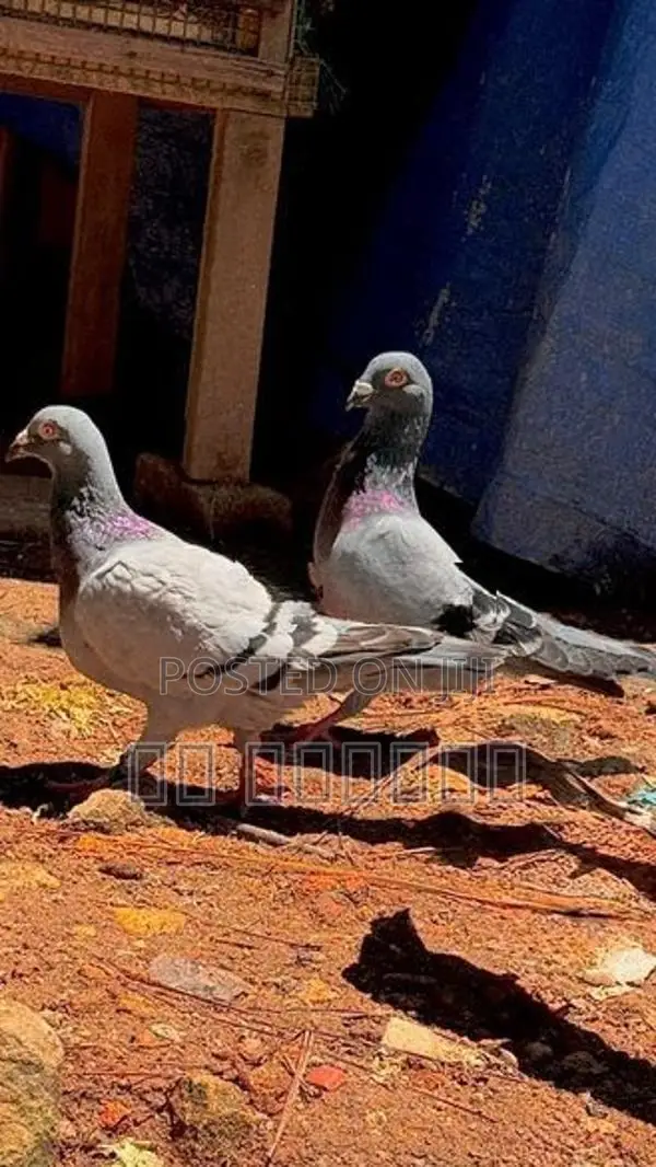 Pigeon