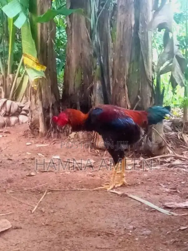 Vadu Rooster With Hen - Poultry
