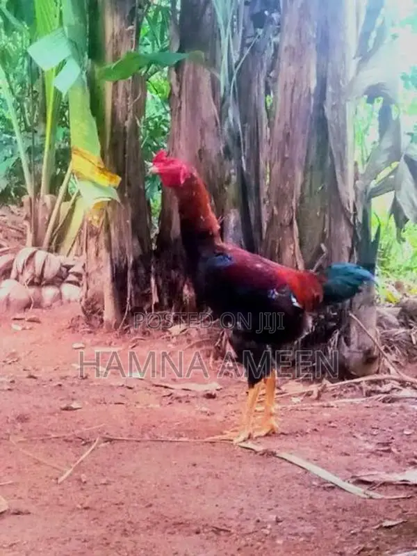 Vadu Rooster With Hen - Poultry