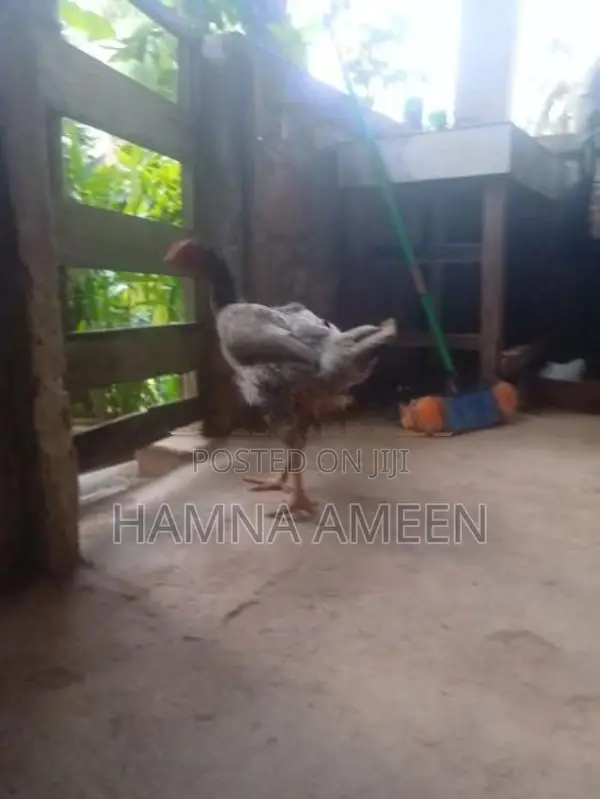 Vadu Rooster With Hen - Poultry
