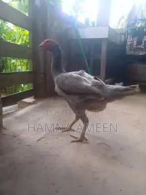 Vadu Rooster With Hen - Poultry