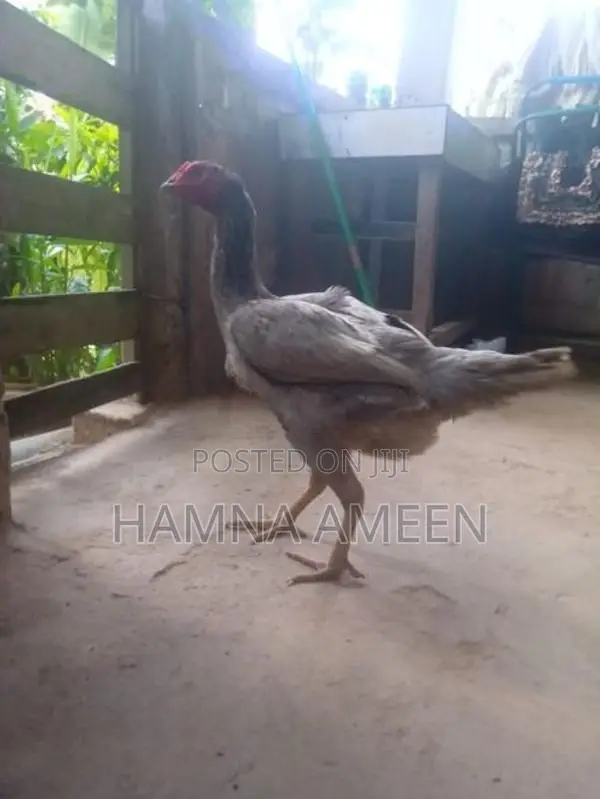 Vadu Rooster With Hen - Poultry