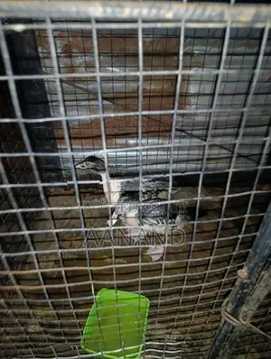 3 Ducks