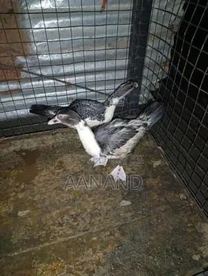 3 Ducks