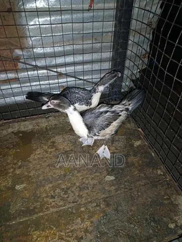 3 Ducks