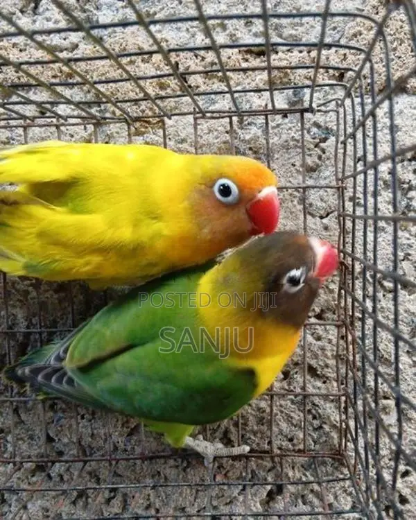 African Love Bird