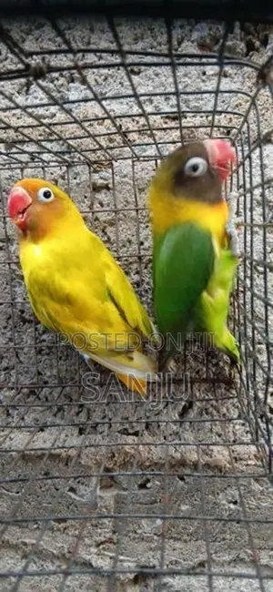 African Love Bird