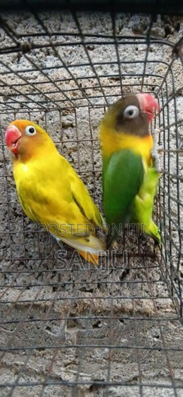 African Love Bird