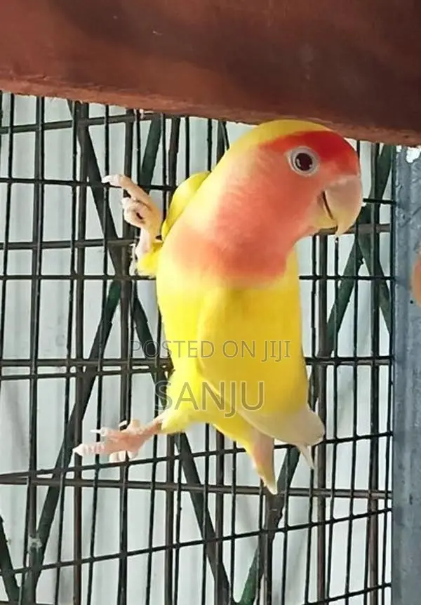 African Love Bird