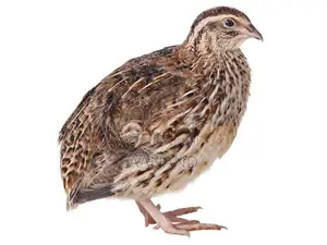 Quail