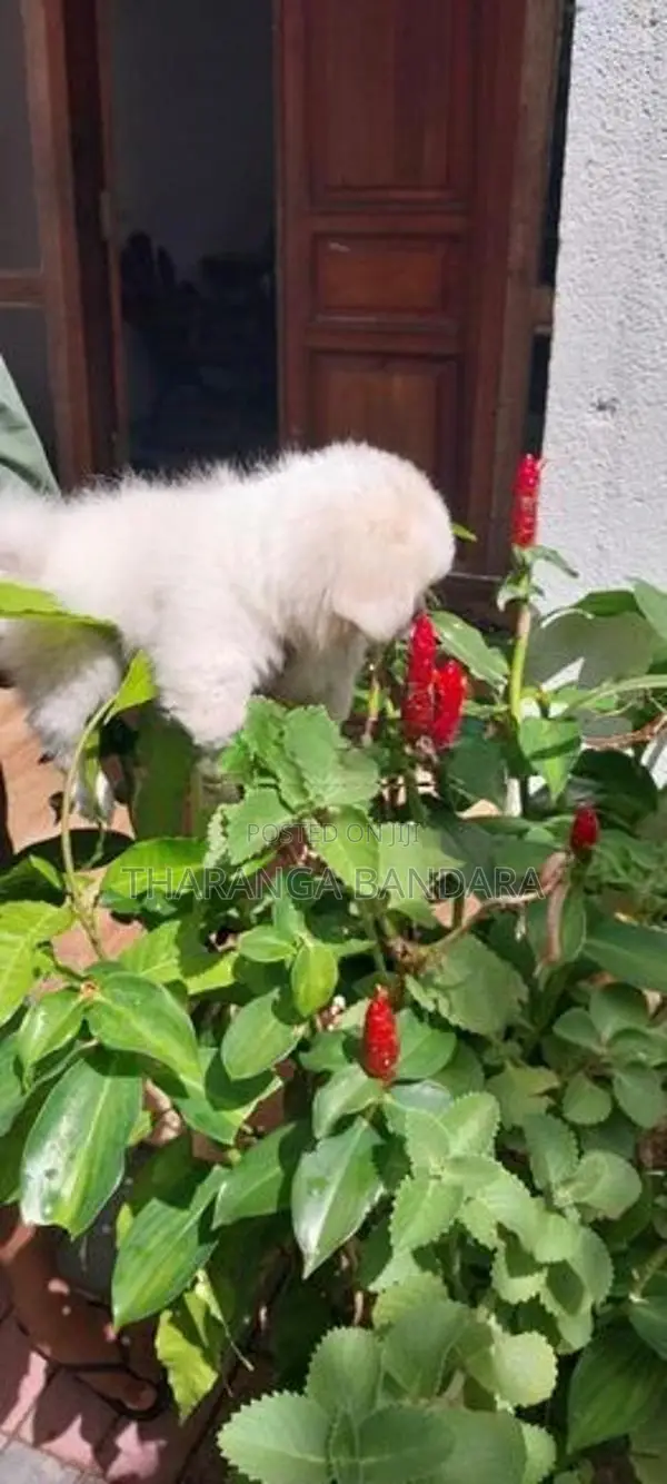Sitzu Peppzu Puppyq