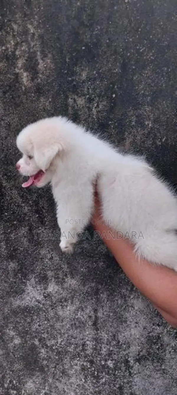 Sitzu Peppzu Puppyq