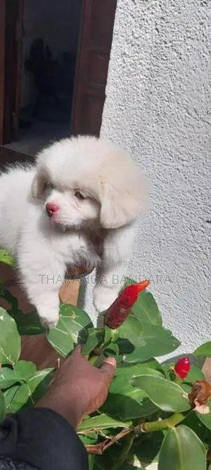Sitzu Peppzu Puppyq