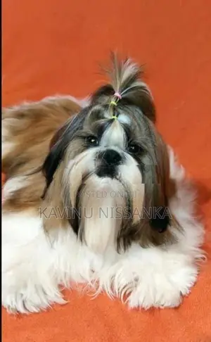 Shihtzu Puppy