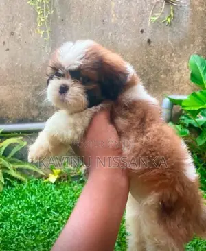 Shihtzu Puppy