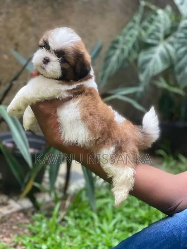 Shihtzu Puppy