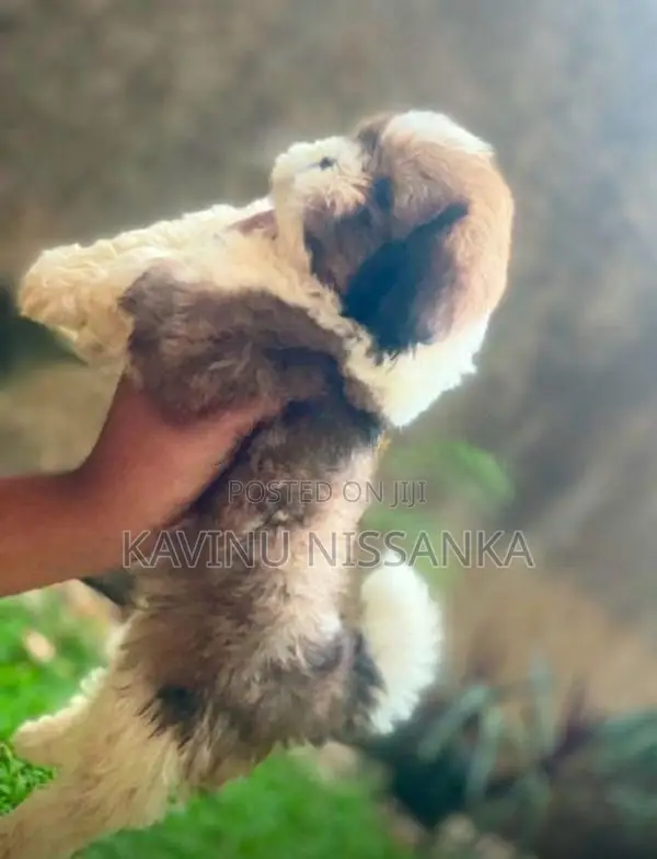 Shihtzu Puppy