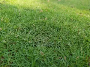 Australian With Malaysian Grass