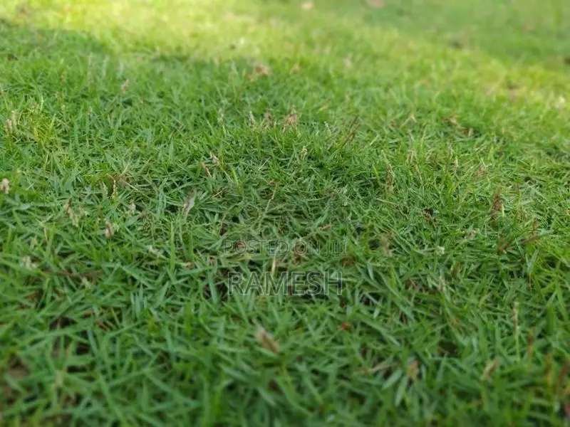 Australian With Malaysian Grass