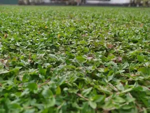 Australian With Malaysian Grass