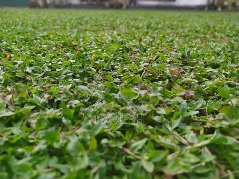 Australian With Malaysian Grass