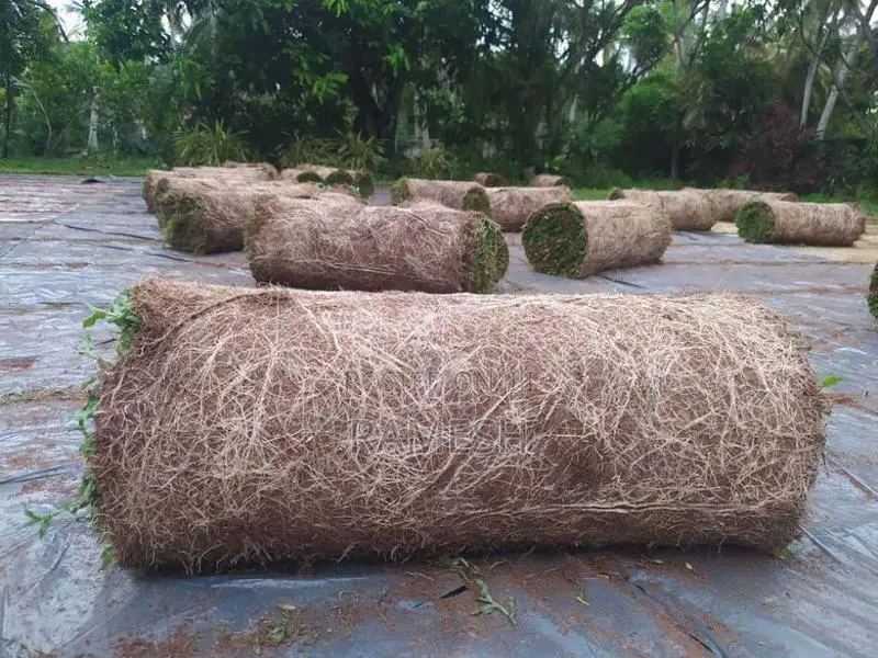 Australian With Malaysian Grass