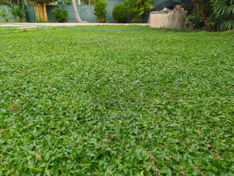 Australian With Malaysian Grass
