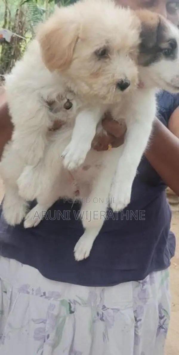 Terrier Puppy