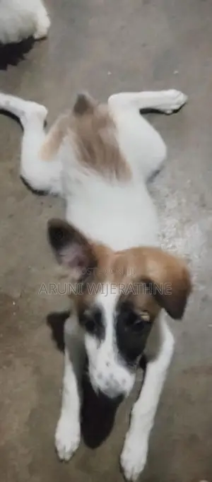 Terrier Puppy