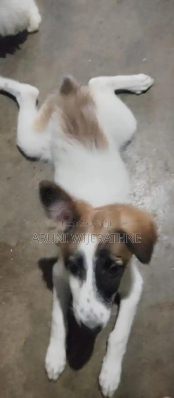 Terrier Puppy