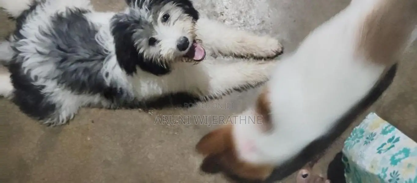 Terrier Puppy